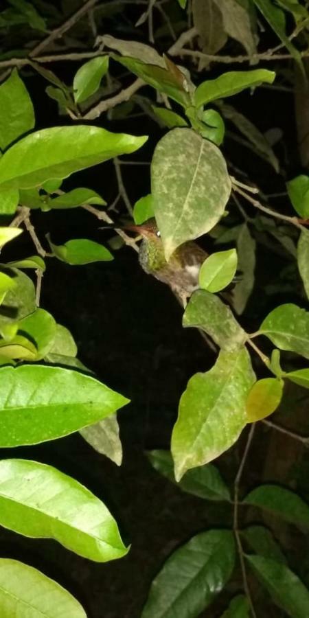 Posada El Acuario บาเยีย โซลาโฯ ภายนอก รูปภาพ
