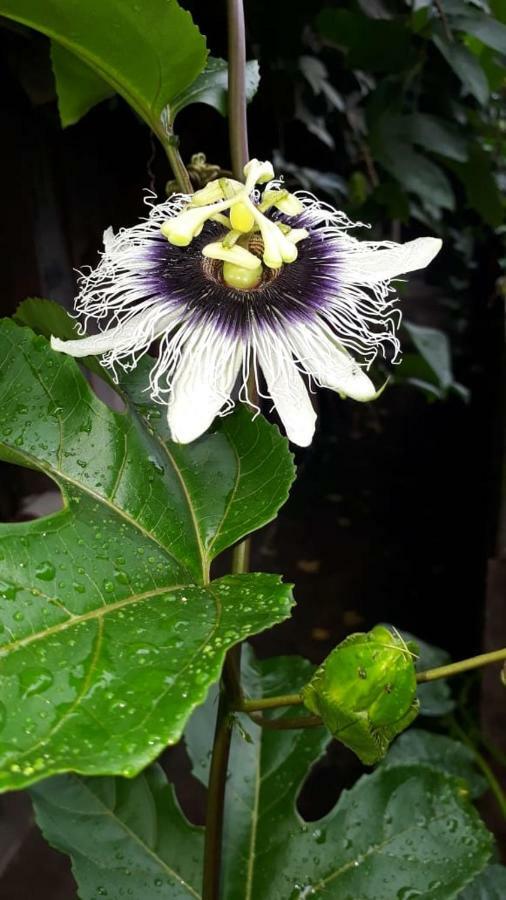Posada El Acuario บาเยีย โซลาโฯ ภายนอก รูปภาพ