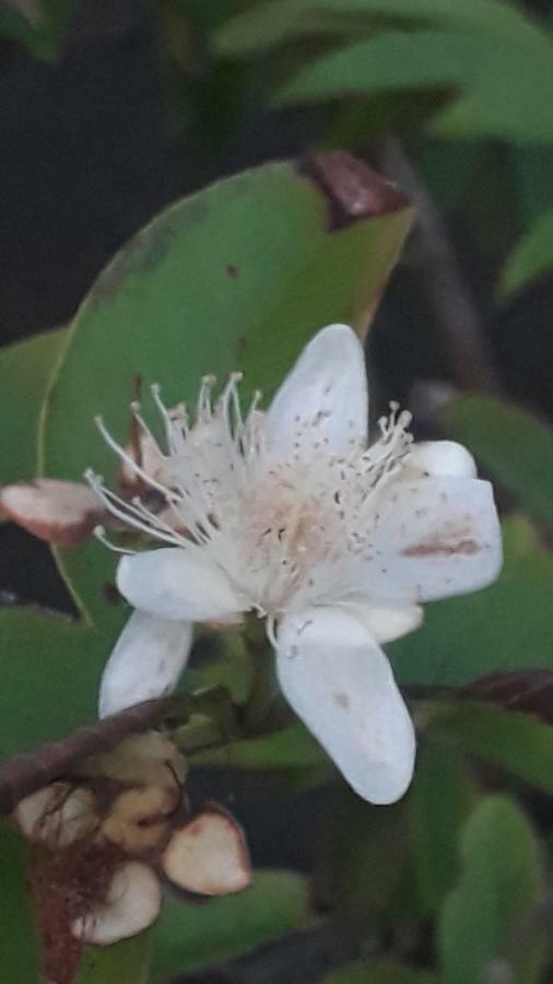 Posada El Acuario บาเยีย โซลาโฯ ภายนอก รูปภาพ